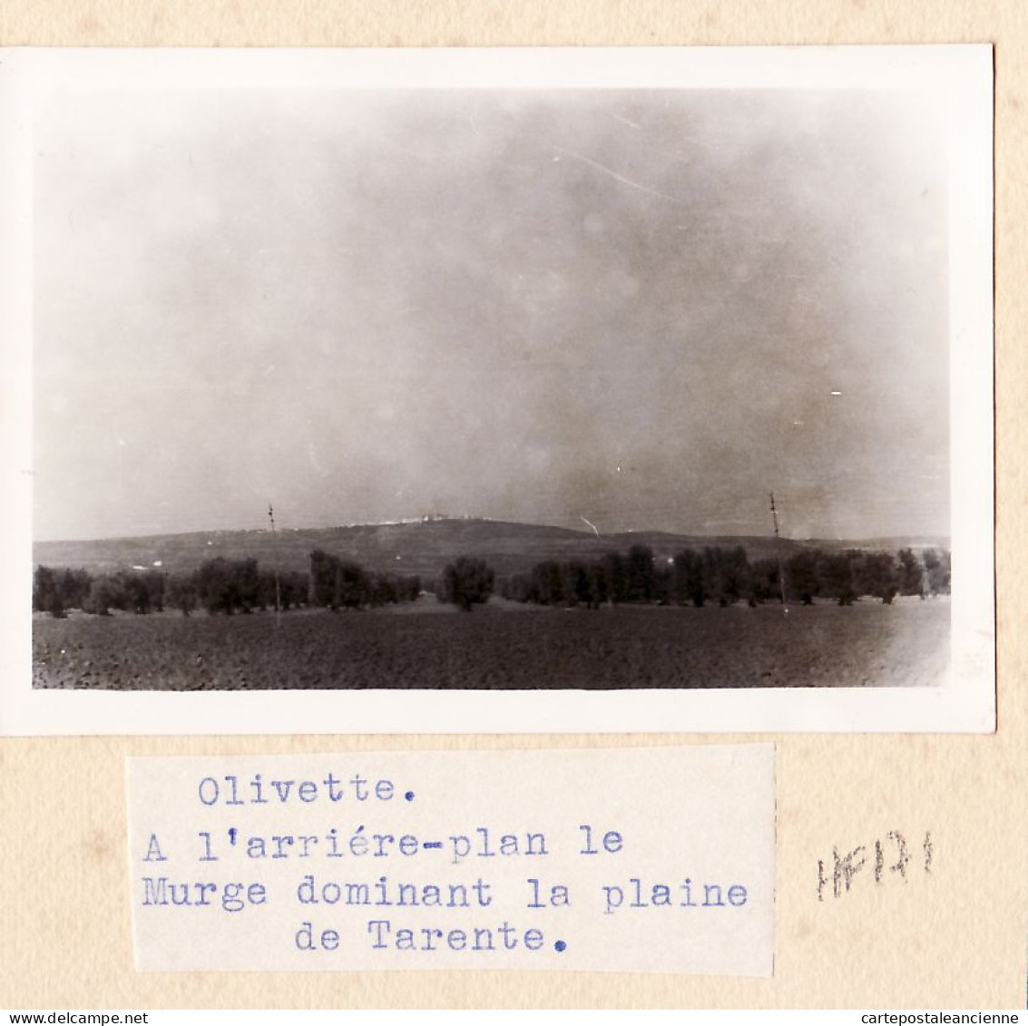 26772 / ⭐ ♥️ MURGE Oliveto Pianura Taranto 1955 Italia Puglia 2 Fotografie 10x7 MURGE Dominant Plaine TARENTE OLIVETT - Luoghi