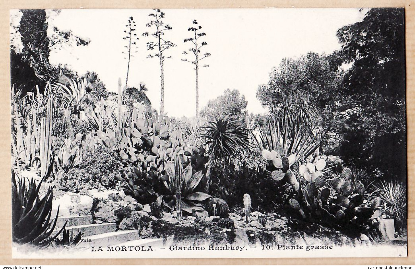26926 / ⭐ LA MORTOLA VENTIMIGLIA Giardini Botanici Giardino HANBURY Plante Grasse Cactus Photo. GILETTA 10 Etat PARFAIT - Imperia