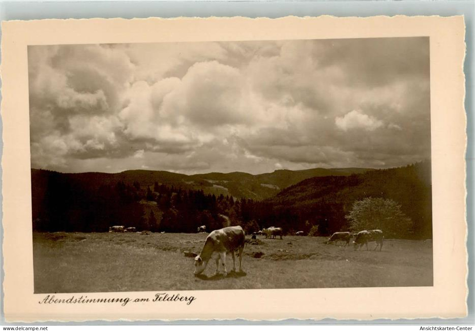 39725504 - Feldberg , Schwarzwald - Feldberg