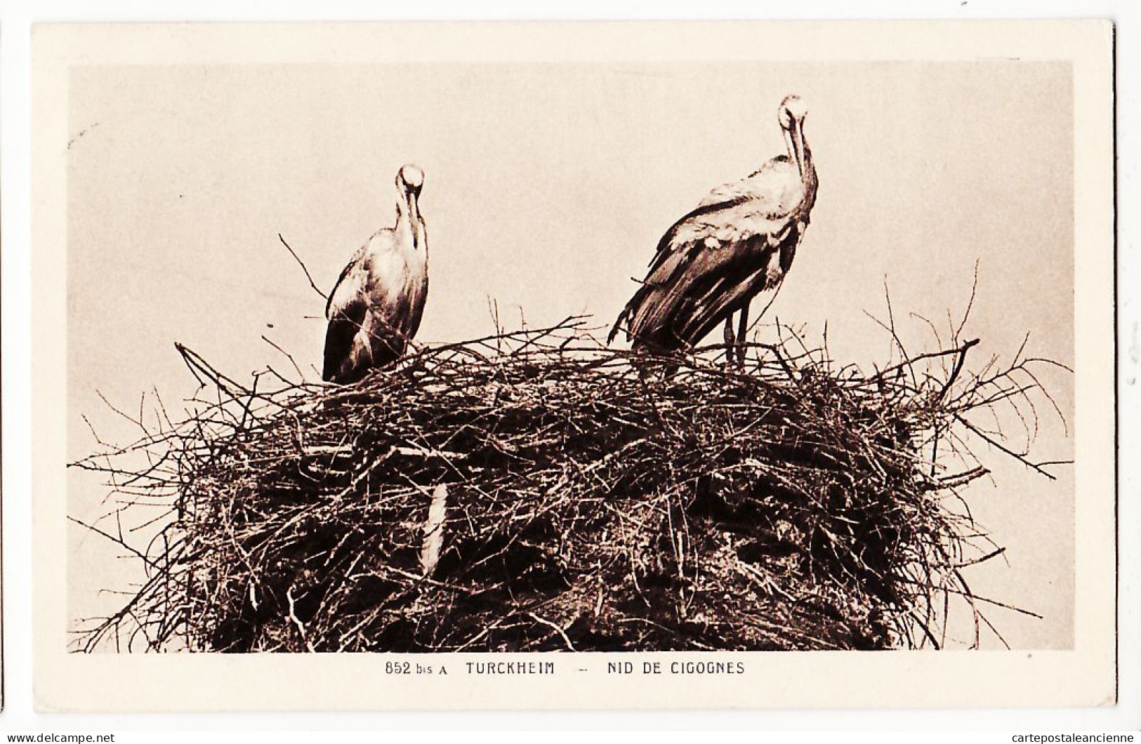 26724 / ⭐ 68-Haut Rhin TURCKHEIM NID Couple De CIGOGNES ALSACE Stork Storch Cigüeña 1933 à LABALUC Liege Belgique Alsace - Turckheim