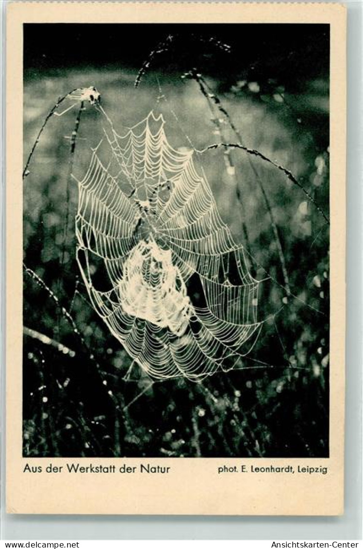 39271804 - Spinnennetz Aus Der Werkstatt Der Natur - Andere & Zonder Classificatie
