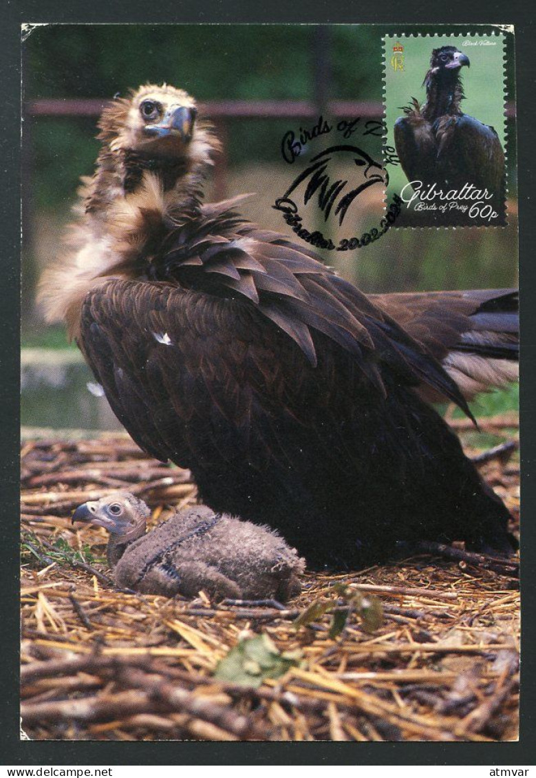 GIBRALTAR (2024) Carte Maximum Card - Birds Of Prey - Black Vulture, Coragyps Atratus, Urubu Noir, Rabengeier, Buitre - Gibilterra