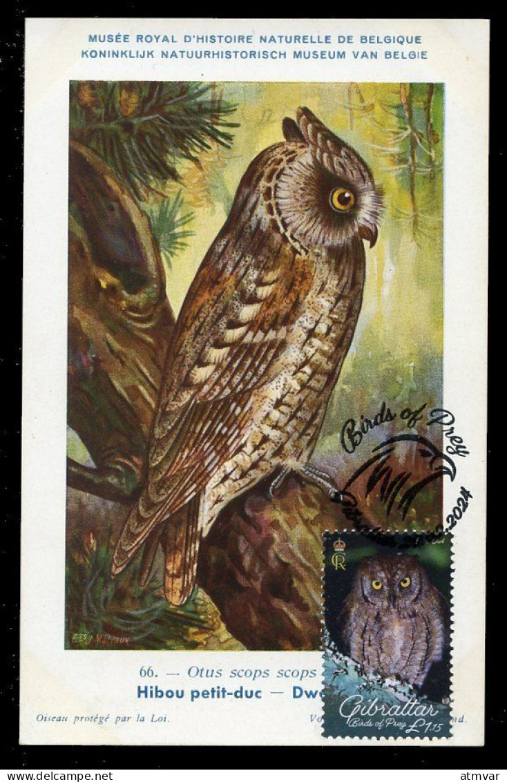 GIBRALTAR (2024) Carte Maximum Card - Birds Of Prey - Scops Owl, Otus Scops, Hibou Petit-duc, Zwergohreule - Gibilterra