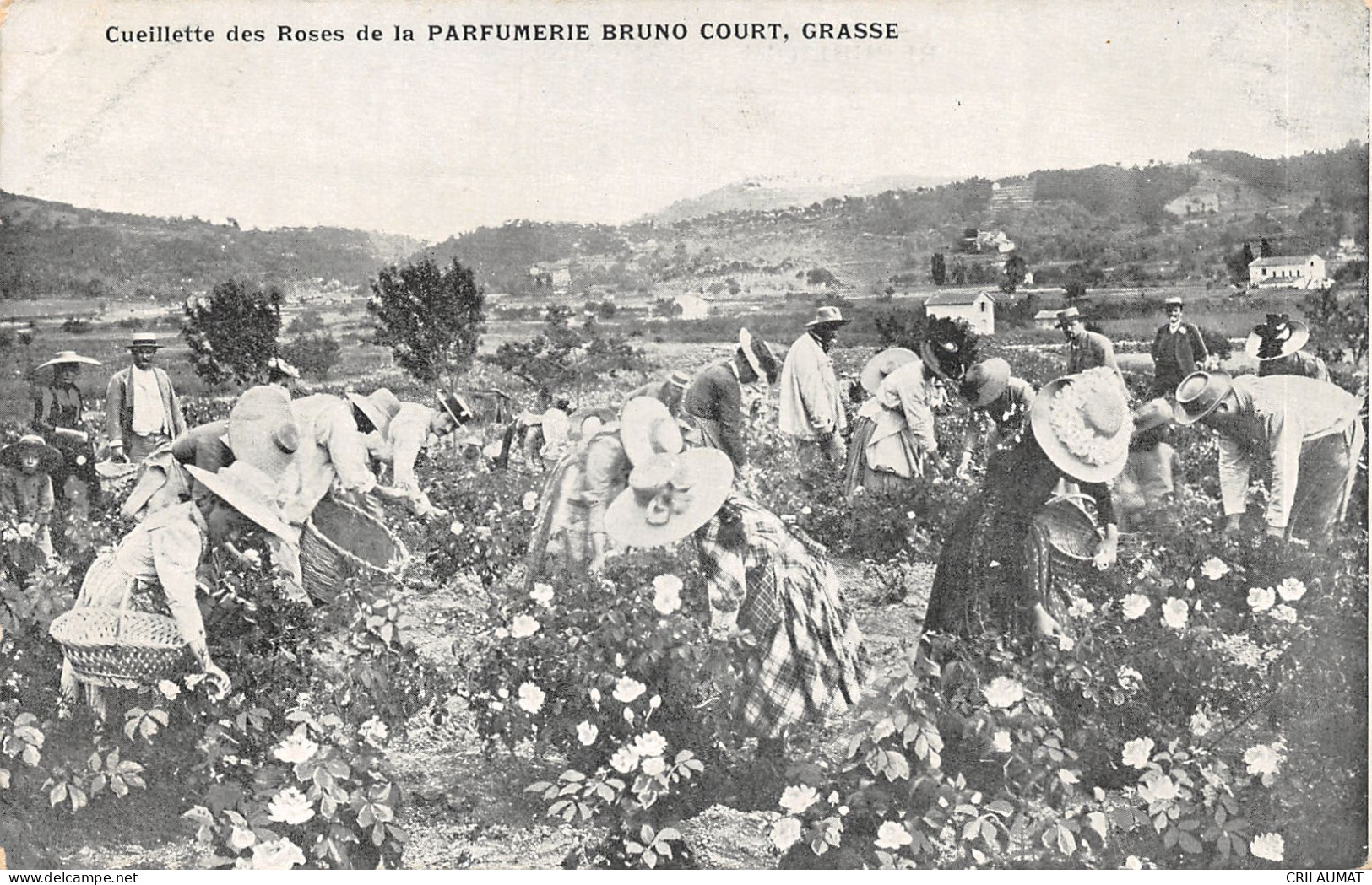 06-GRASSE-PARFUMERIE BRUNO COURT-CUEILLETTE-N°6027-B/0347 - Grasse