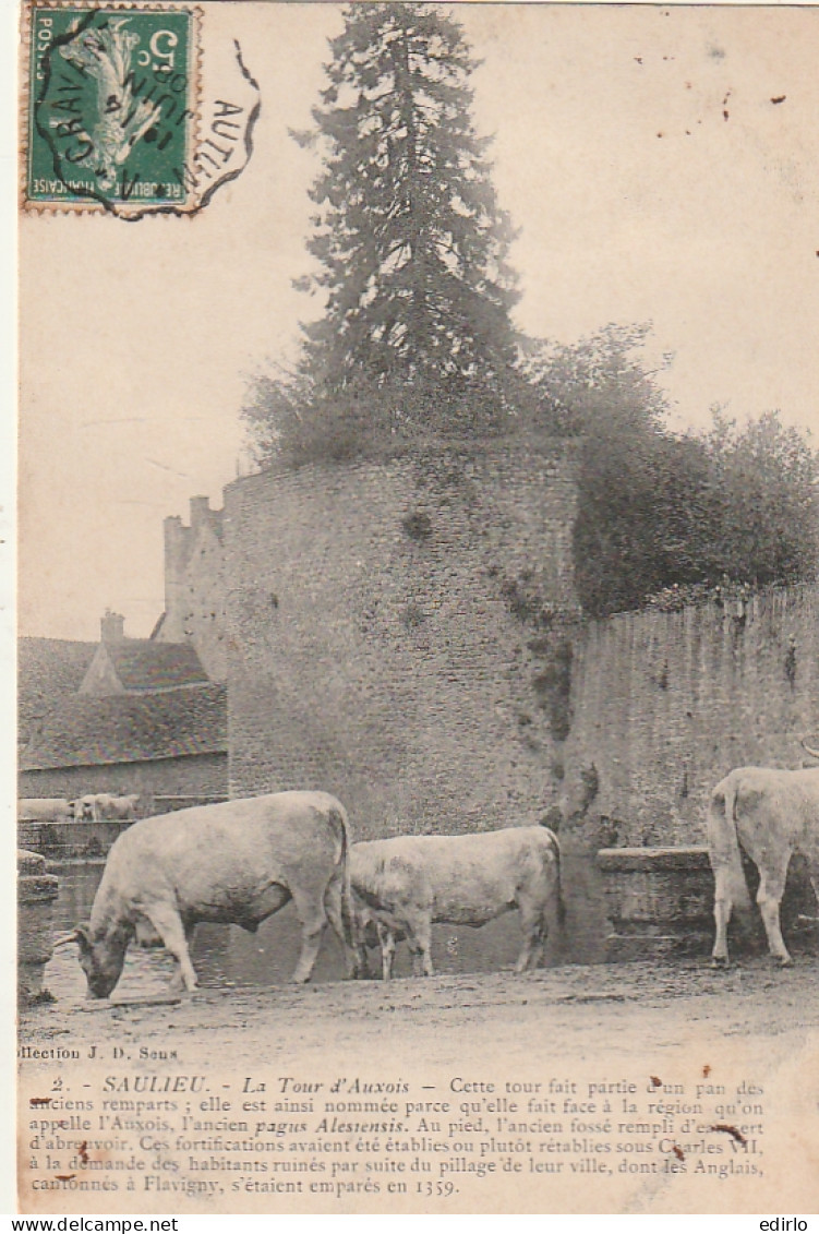 **** 21  ** *     Vaches à L'abreuvoir SAULIEU  La Tour D'Auxois - TB  - Breeding