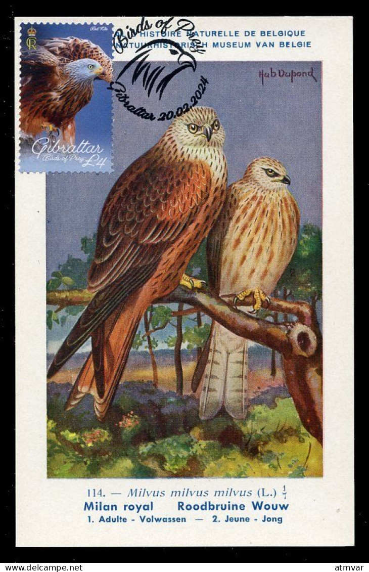 GIBRALTAR (2024) Carte Maximum Card - Birds Of Prey - Red Kite, Milvus Milvus, Milan Royal, Rotmilan, Milano Real - Gibilterra