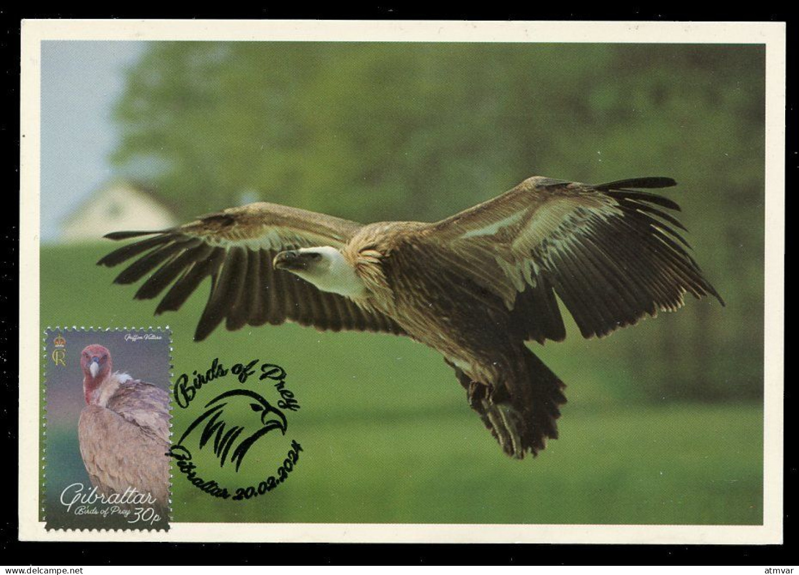 GIBRALTAR (2024) Carte Maximum Card - Birds Of Prey - Griffon Vulture, Gyps Fulvus, Vautour Fauve, Gänsegeier, Buitre - Gibraltar