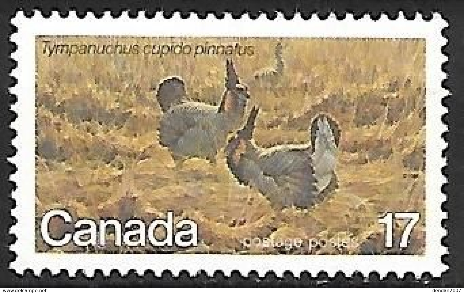 Canada - MNH ** 1980 :    Greater Prairie Chicken  -  Tympanuchus Cupido - Gallinacées & Faisans