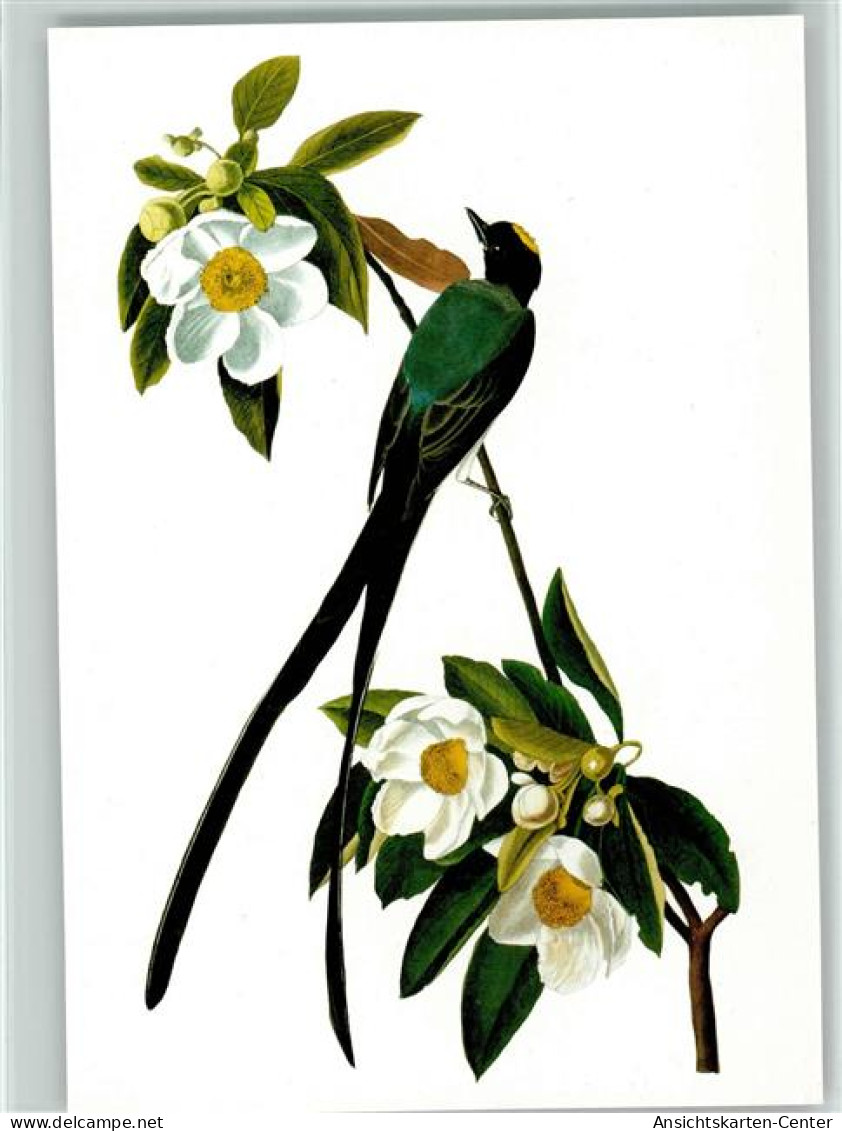 40141904 - Voegel Gabeltyrann James Audubon - Birds