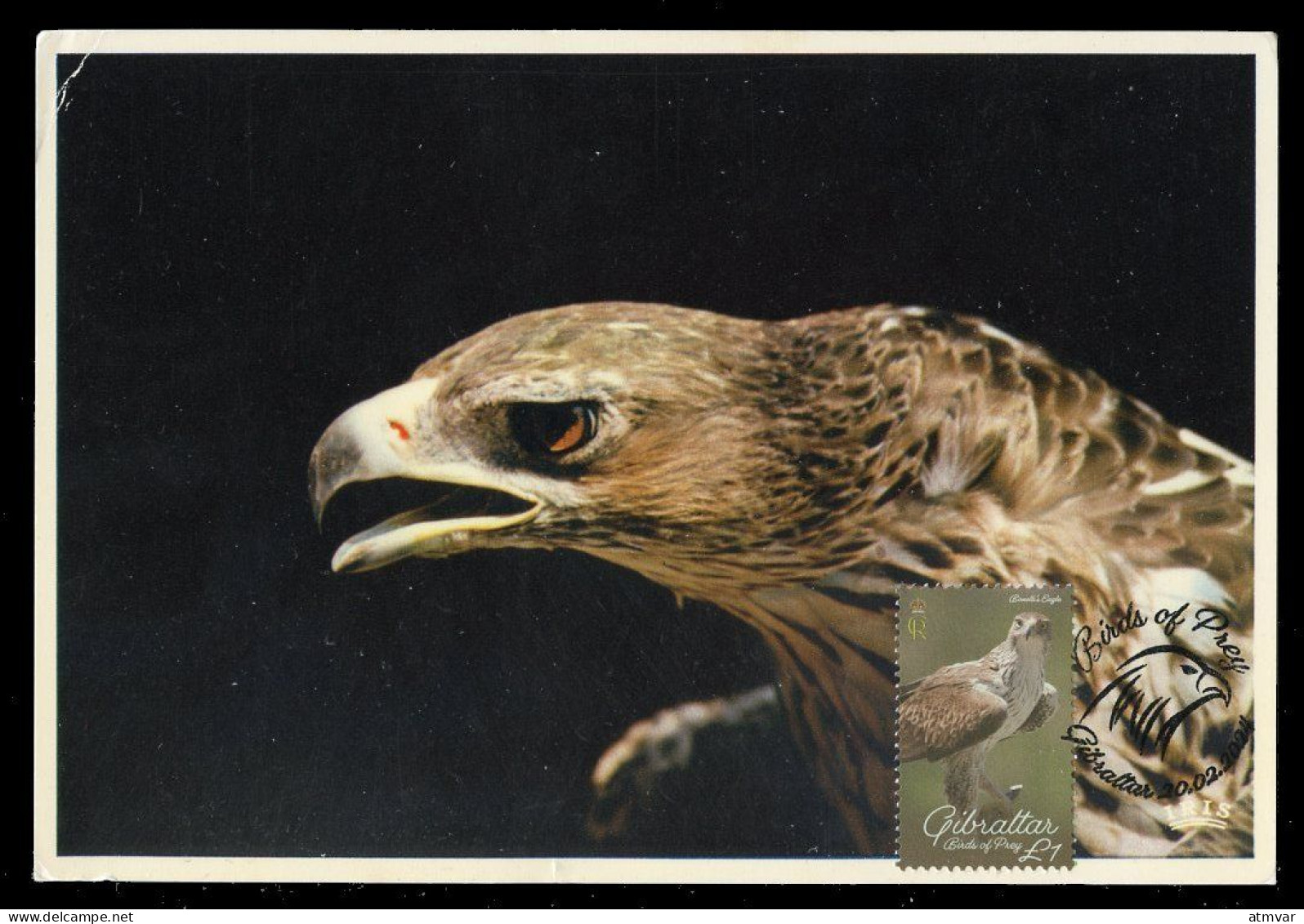 GIBRALTAR (2024) Carte Maximum Card - Birds Of Prey - Bonelli's Eagle, Aquila Fasciata, Aigle De Bonelli, Habichtsadler - Gibilterra