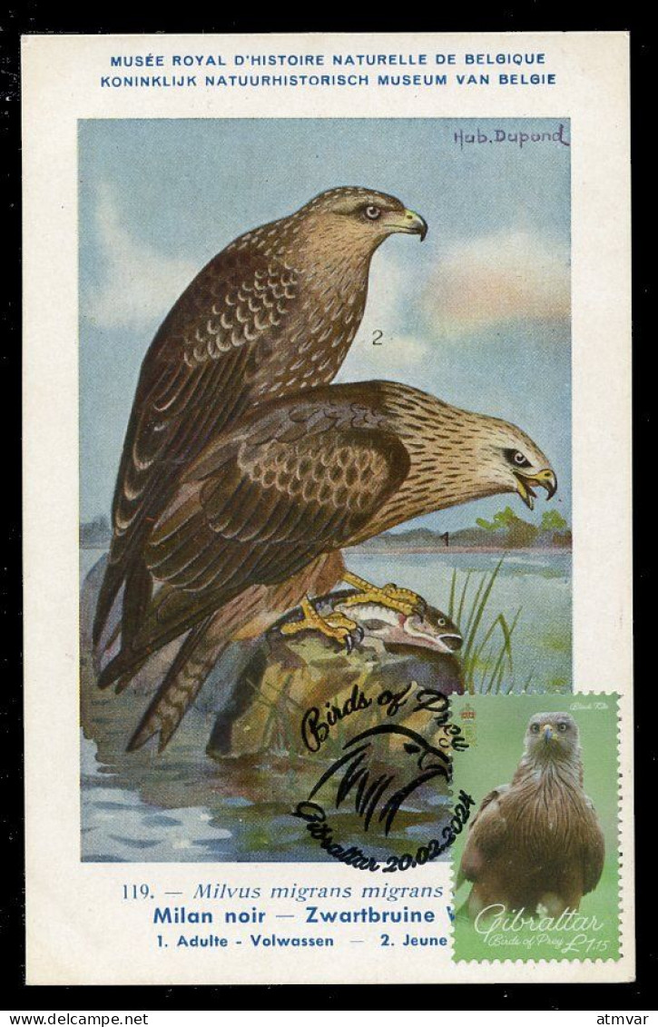 GIBRALTAR (2024) Carte Maximum Card - Birds Of Prey - Black Kite, Milvus Migrans, Milan Noir, Schwarze Milan, Milano - Gibilterra