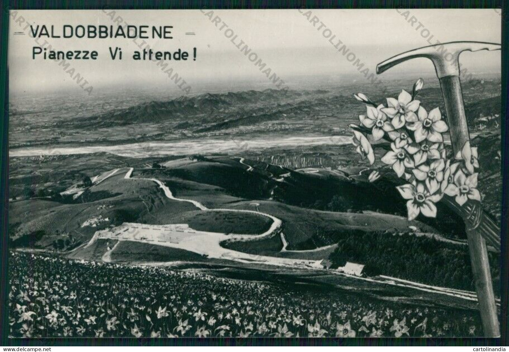 Treviso Valdobbiadene Pianezze Stelle Alpine Foto FG Cartolina VK3165 - Treviso