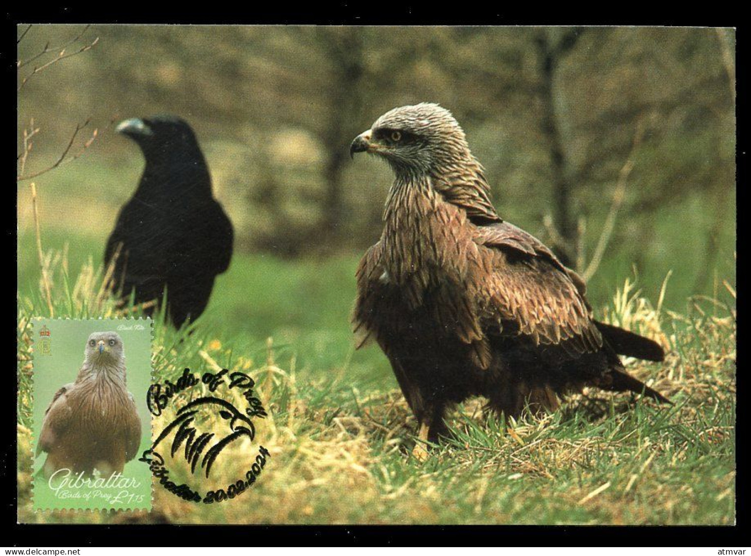 GIBRALTAR (2024) Carte Maximum Card - Birds Of Prey - Black Kite, Milvus Migrans, Milan Noir, Schwarze Milan, Milano - Gibraltar