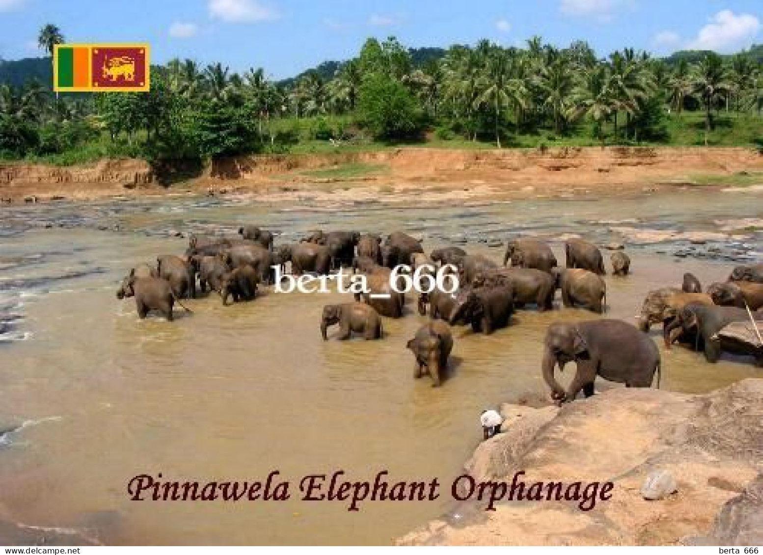 Sri Lanka Pinnawella Elephant Orphanage New Postcard - Sri Lanka (Ceylon)