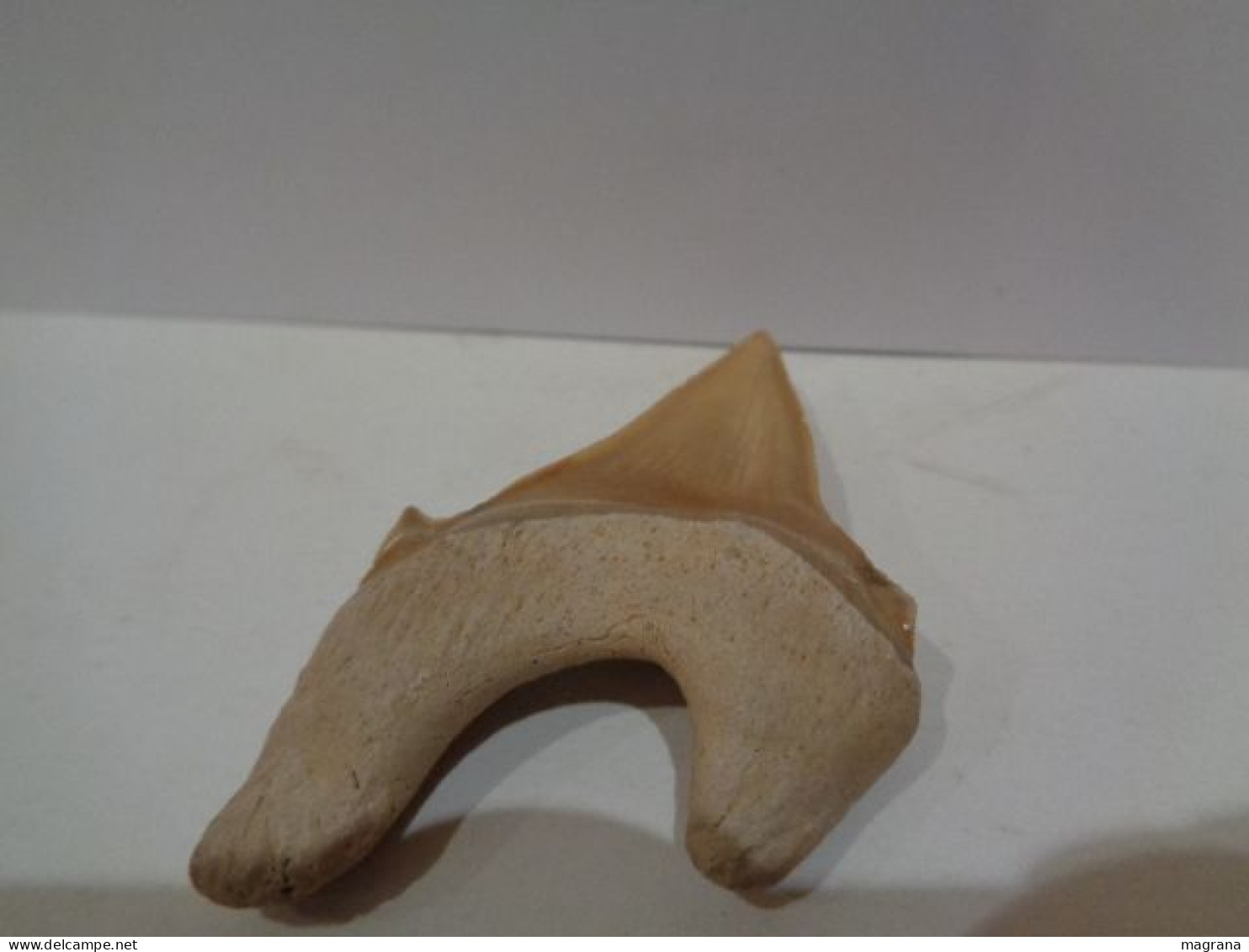 Diente Fósil Tecnológico De Tiburón. Otodus Obliquus. Edad: Paleoceno- Eoceno. Procedencia:  Marruecos, Oued Zem. - Fossiles