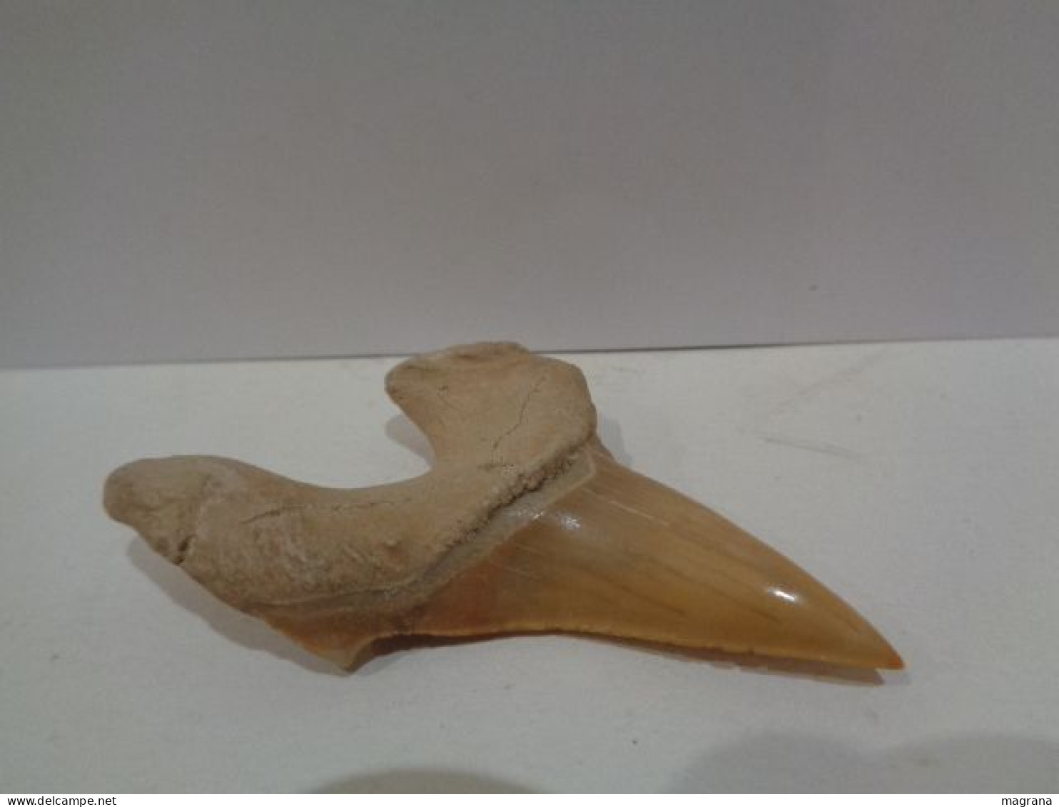 Diente fósil tecnológico de tiburón. Otodus Obliquus. Edad: Paleoceno- Eoceno. Procedencia:  Marruecos, Oued Zem.
