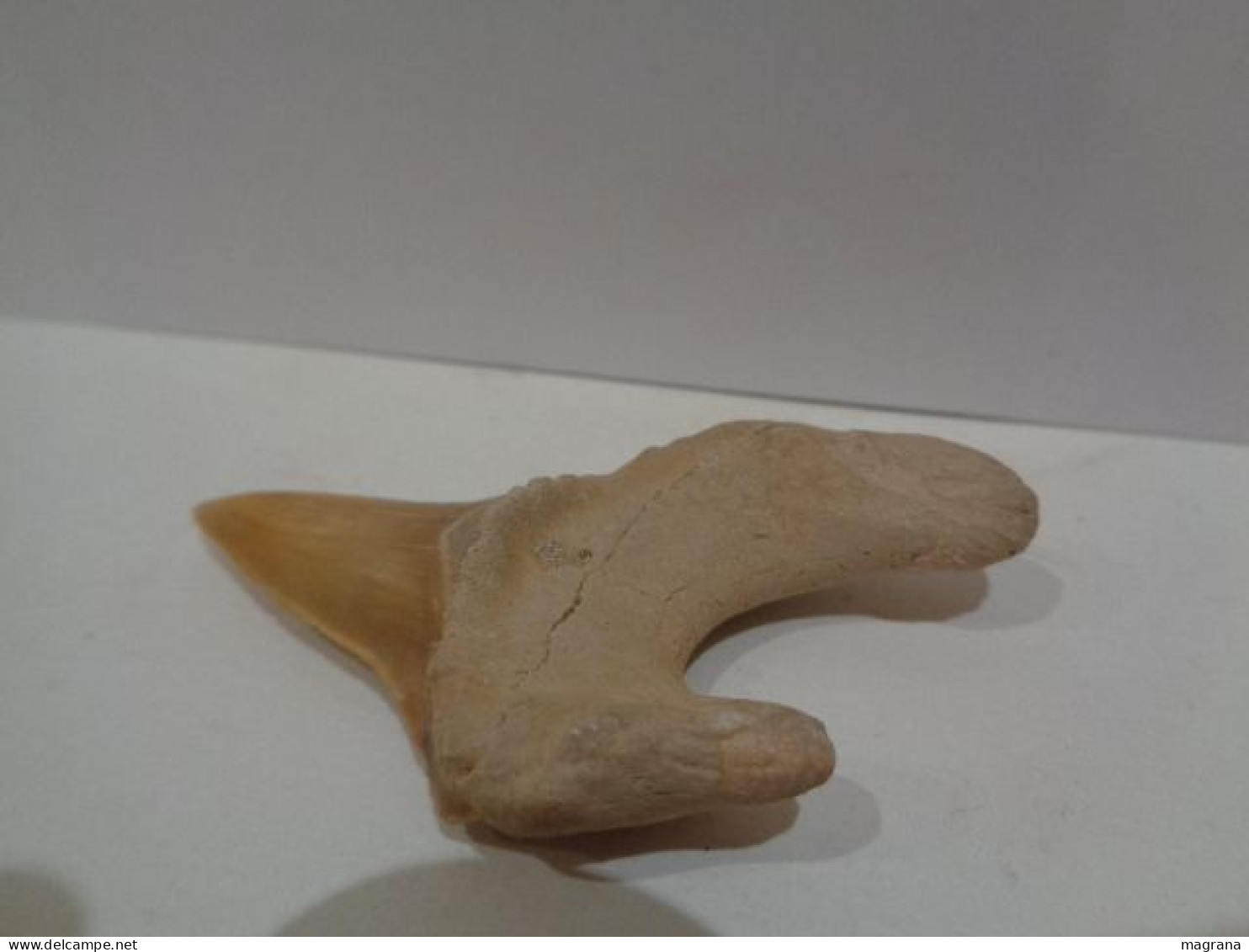 Diente fósil tecnológico de tiburón. Otodus Obliquus. Edad: Paleoceno- Eoceno. Procedencia:  Marruecos, Oued Zem.