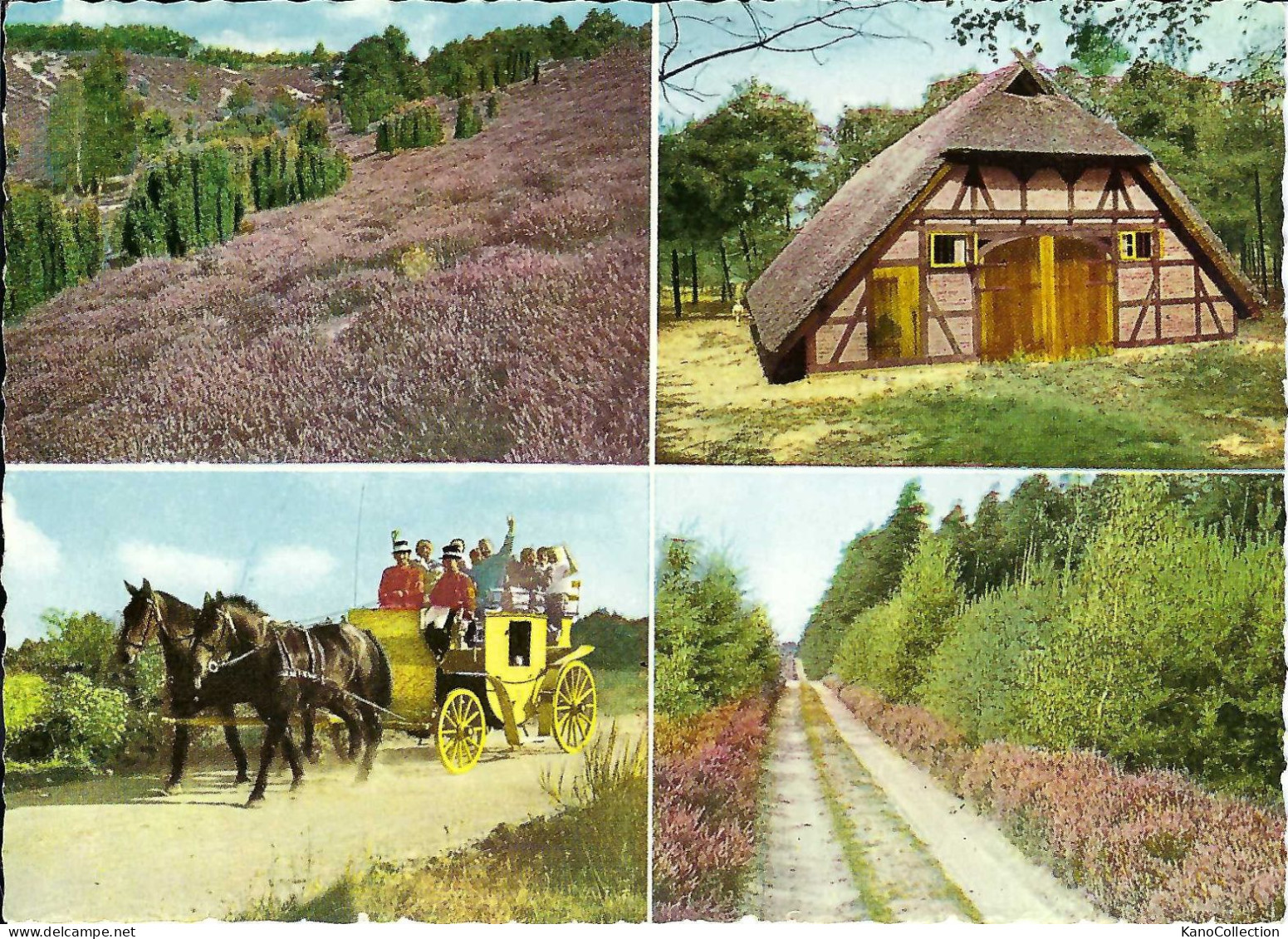 Lüneburger Heide, Schafstall, Postkutsche, Heideweg Und Wacholder, Gelaufen 1961 - Lüneburger Heide