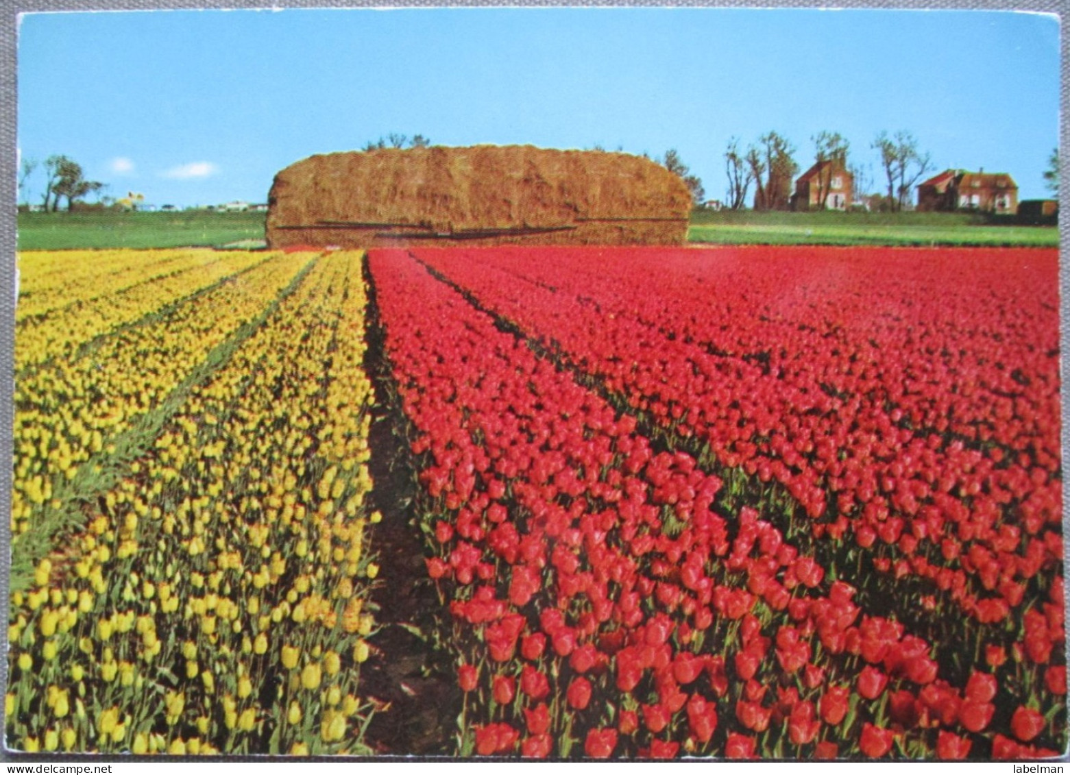 HOLLAND NETHERLAND LAND OF FLOWERS BLOEMENLAND POSTCARD CARTOLINA ANSICHTSKARTE CARTE POSTALE POSTKARTE CARD - Autres & Non Classés