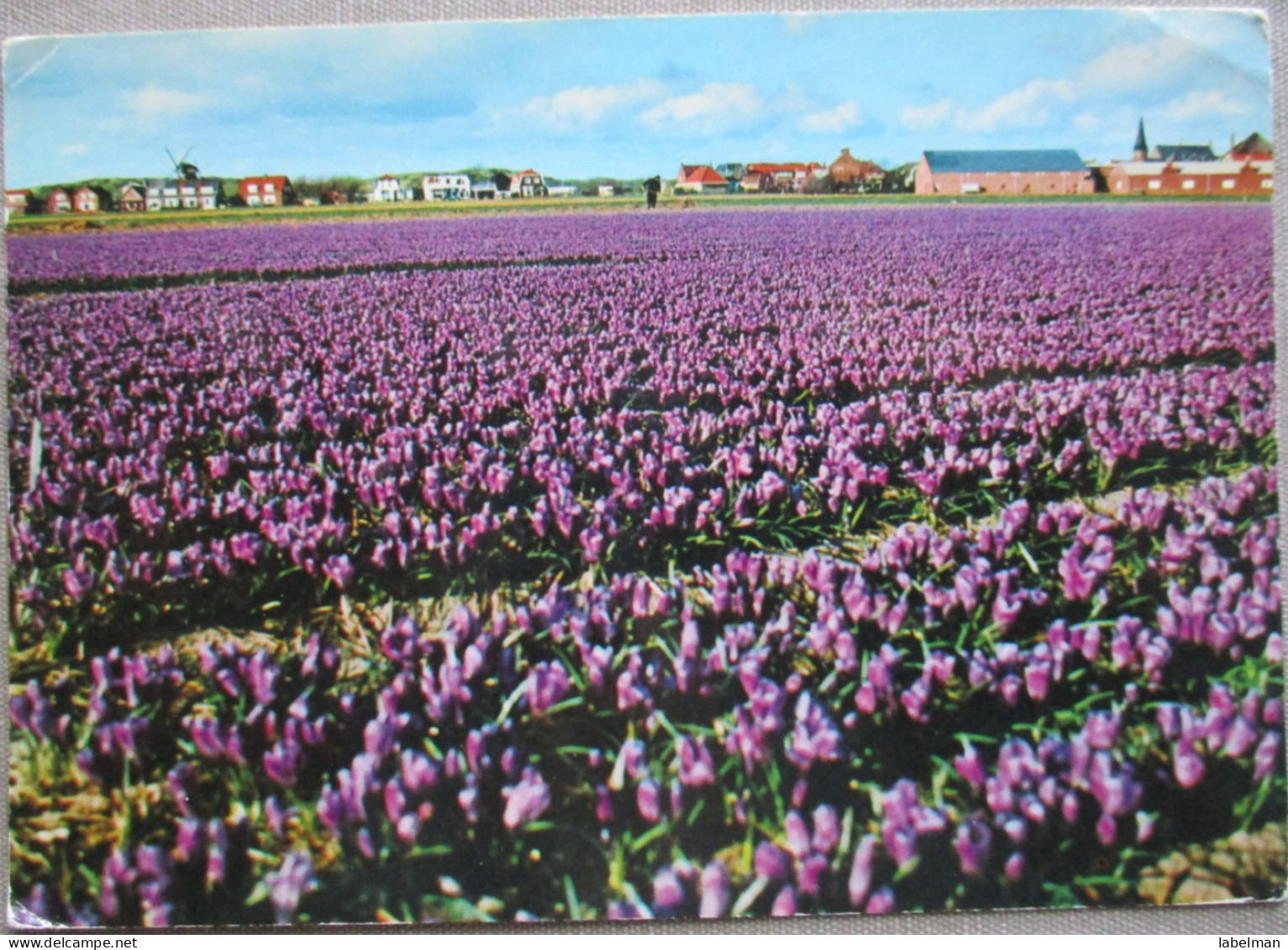HOLLAND NETHERLAND LAND OF FLOWERS BLOEMENLAND POSTCARD CARTOLINA ANSICHTSKARTE CARTE POSTALE POSTKARTE CARD - Altri & Non Classificati