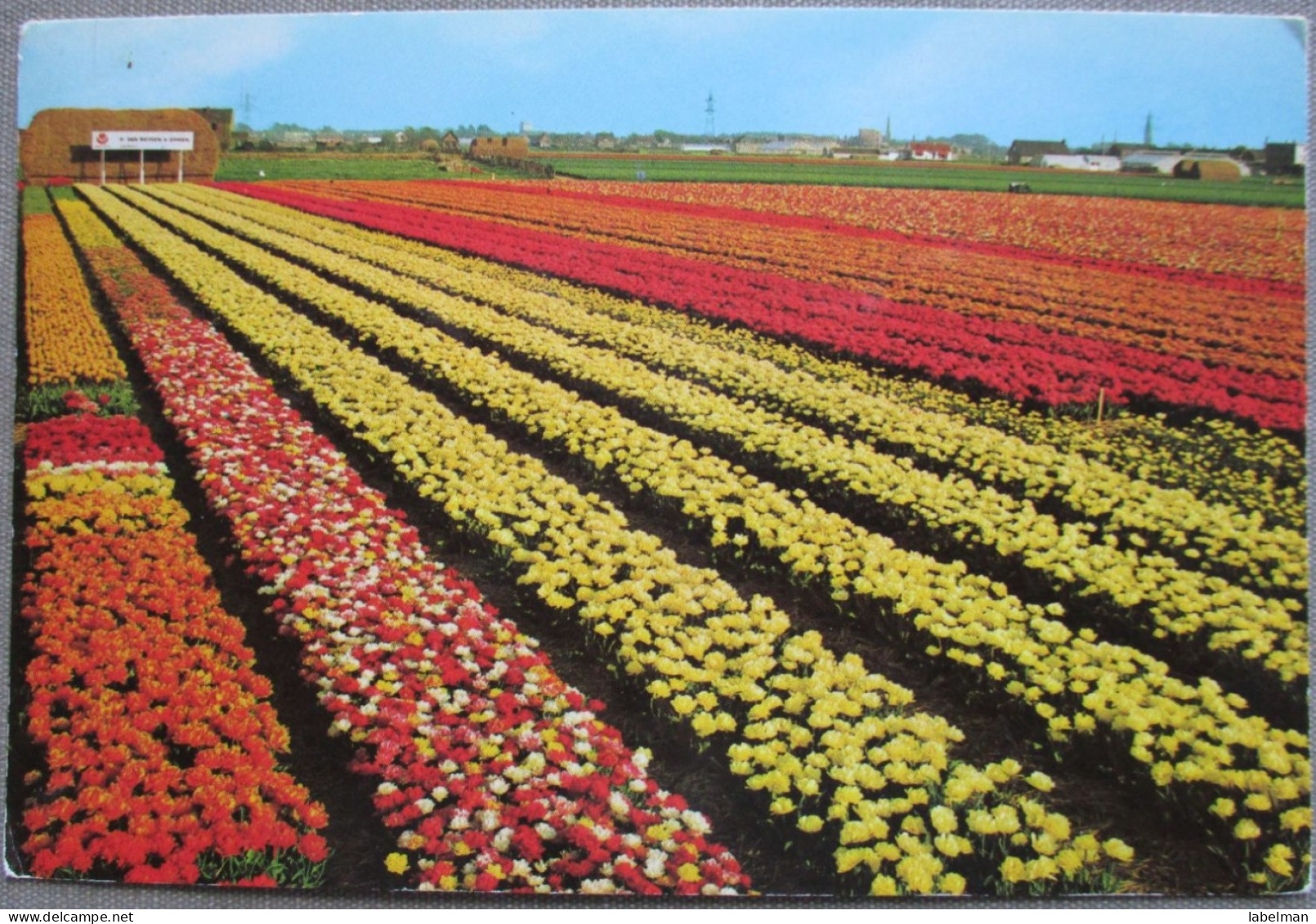 HOLLAND NETHERLAND LAND OF FLOWERS BLOEMENLAND POSTCARD CARTOLINA ANSICHTSKARTE CARTE POSTALE POSTKARTE CARD - Otros & Sin Clasificación