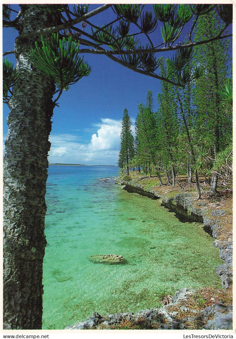 FRANCE - Nouvelle Calédonie - Nouméa - Ile Des Pins - Pins Colonnaires Sur La Côtes Au Vent - Carte Postale - Nouvelle Calédonie