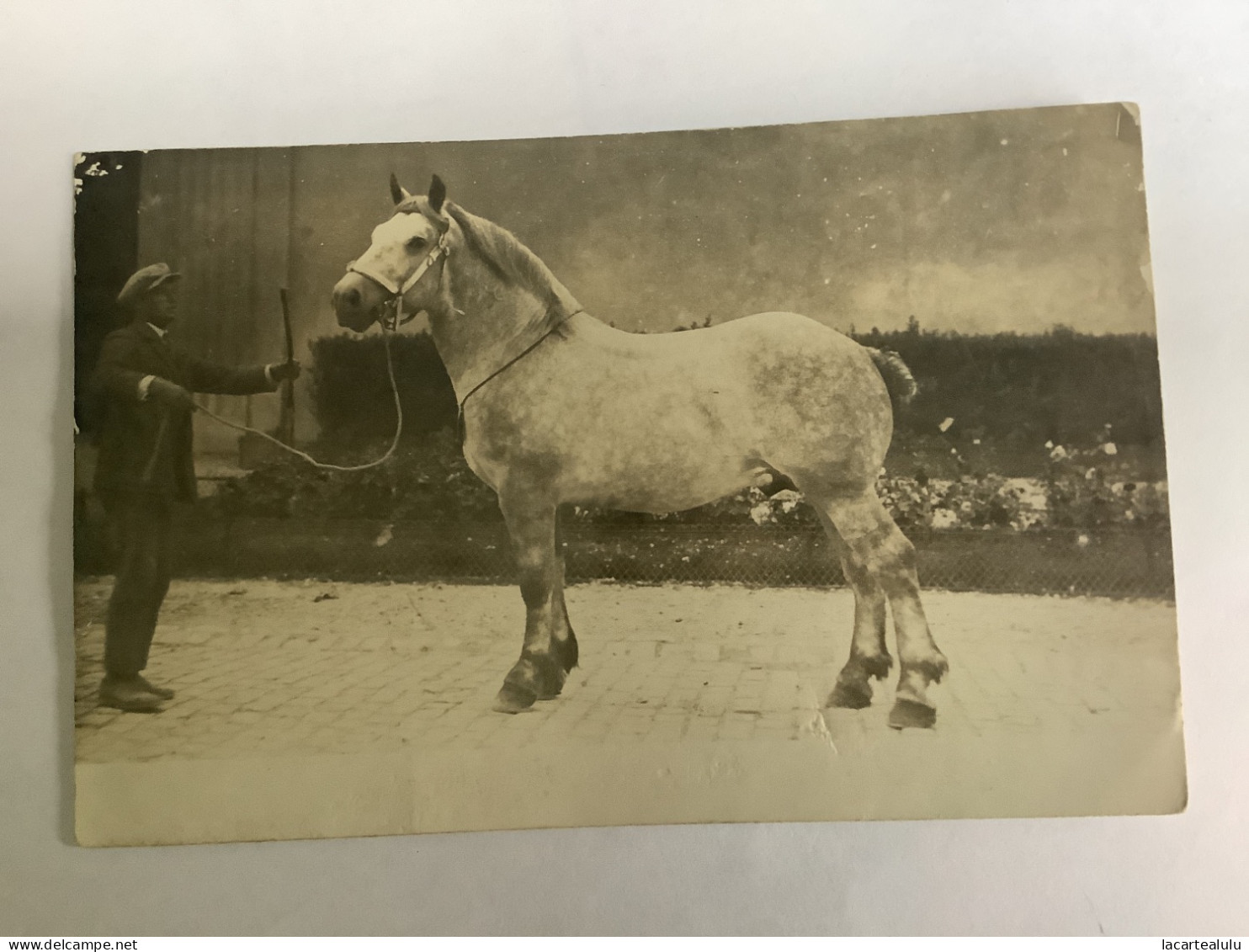 Cheval.carte Photo Rouen - Caballos