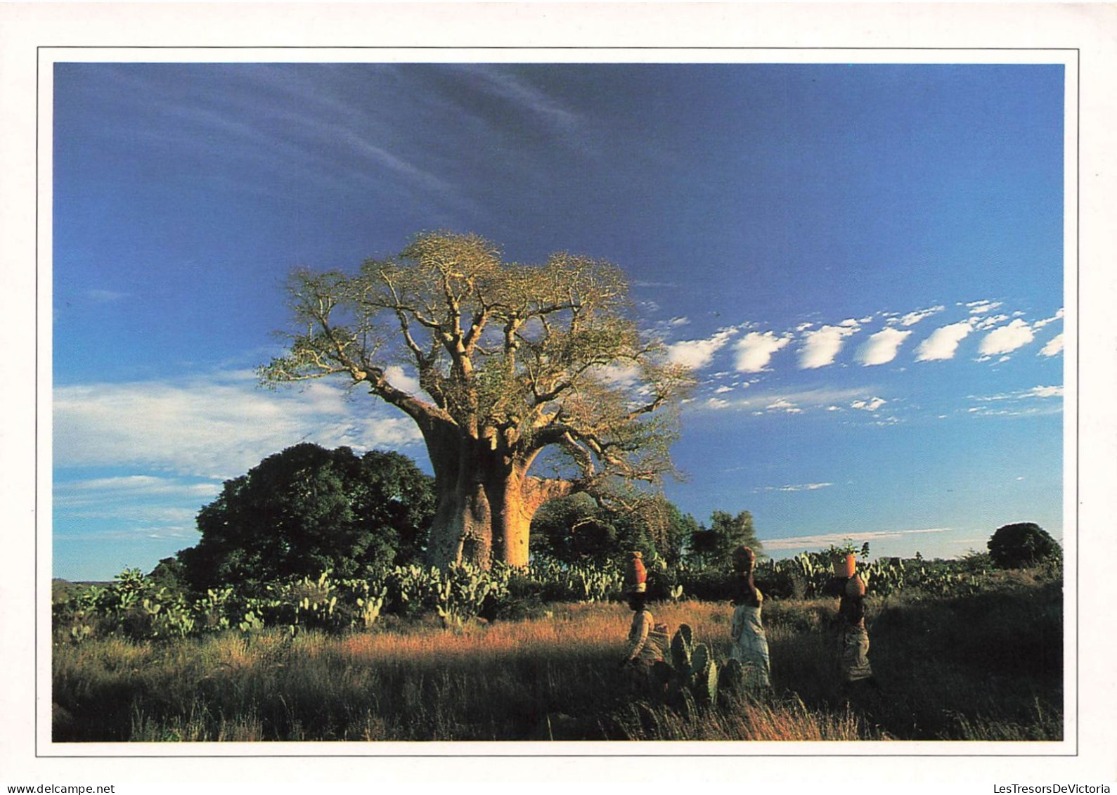 MADAGASCAR - Baobab Près D'Ampanihy - Baobab Near Ampanihy - Animé - Carte Postale - Madagascar