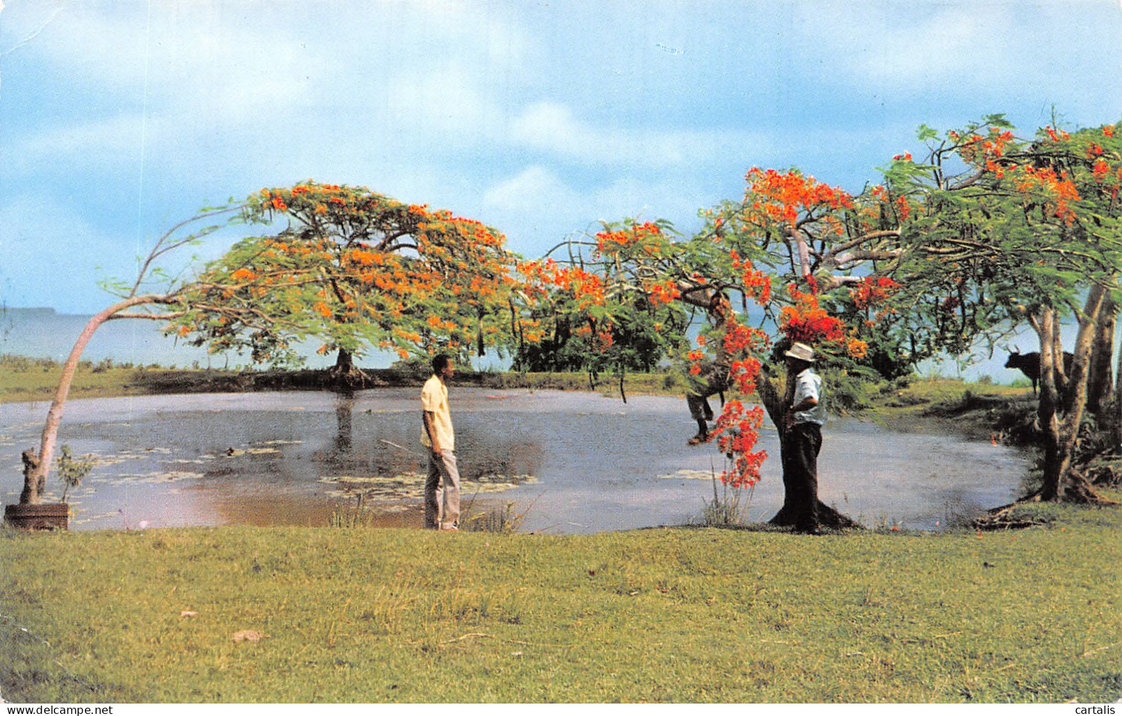 972-MARTINIQUE PAYSAGE DANS LE SUD -N°4173-D/0327 - Autres & Non Classés