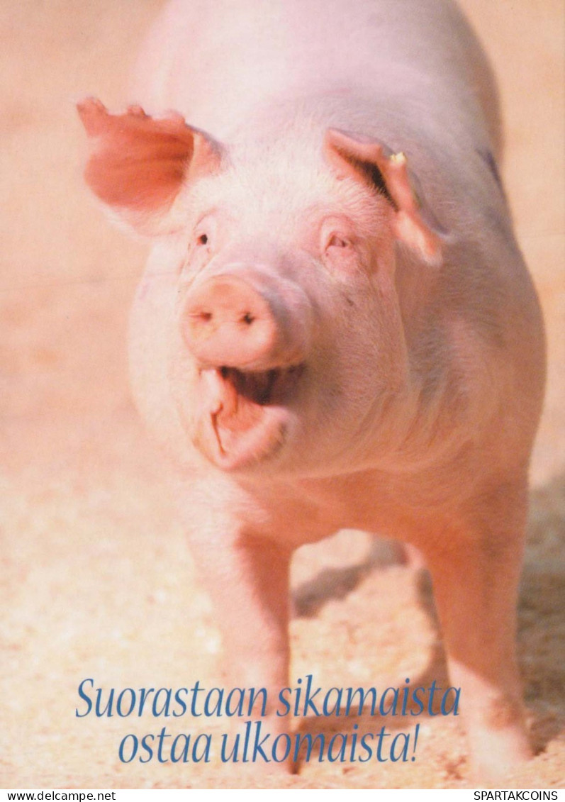 PIGS Tier Vintage Ansichtskarte Postkarte CPSM #PBR763.A - Varkens