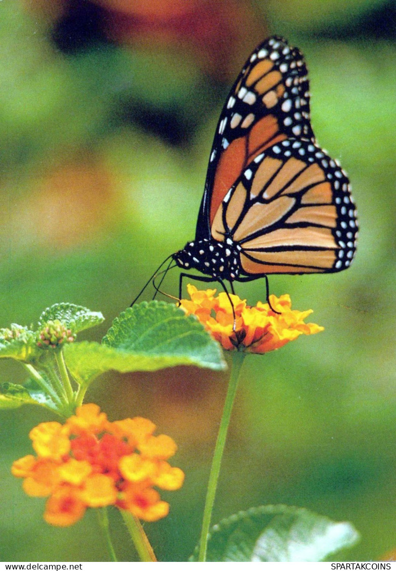 FARFALLA Animale Vintage Cartolina CPSM #PBS472.A - Schmetterlinge