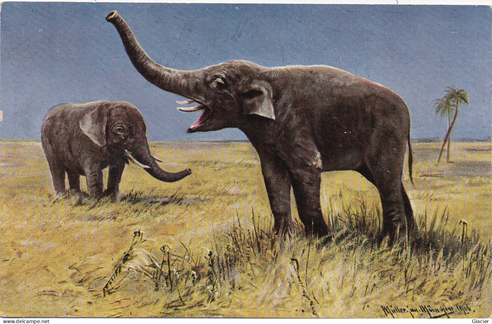 Illustrateur Müller München - éléphant - Elephant - Olifant - Elefant - Autres & Non Classés