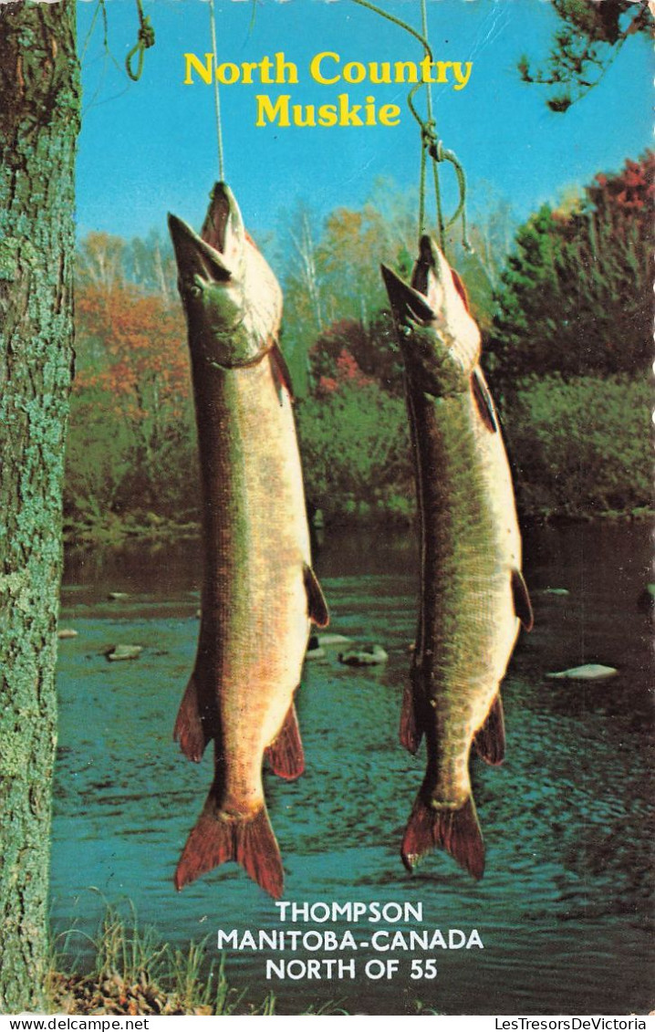 CANADA - North Country Muskie - Thompson Manitoba - North Of 55 - Mighty Muskie Top Trophy For Anglers - Carte Postale - Thompson