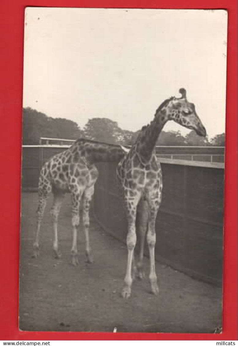 LONDON ZOO ?    GIRAFFES   RP - Giraffen