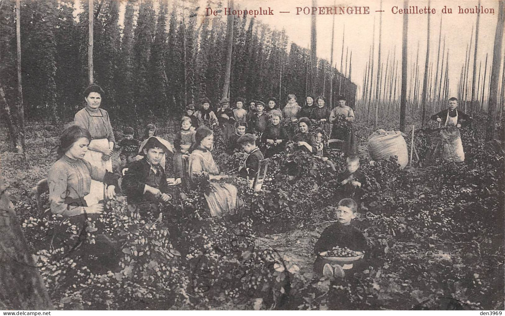 Belgique - POPERINGE - Poperinghe - De Hoppepluk - Cueillette (Ceuillette) Du Houblon - Voyagé 1914 (2 Scans) - Poperinge