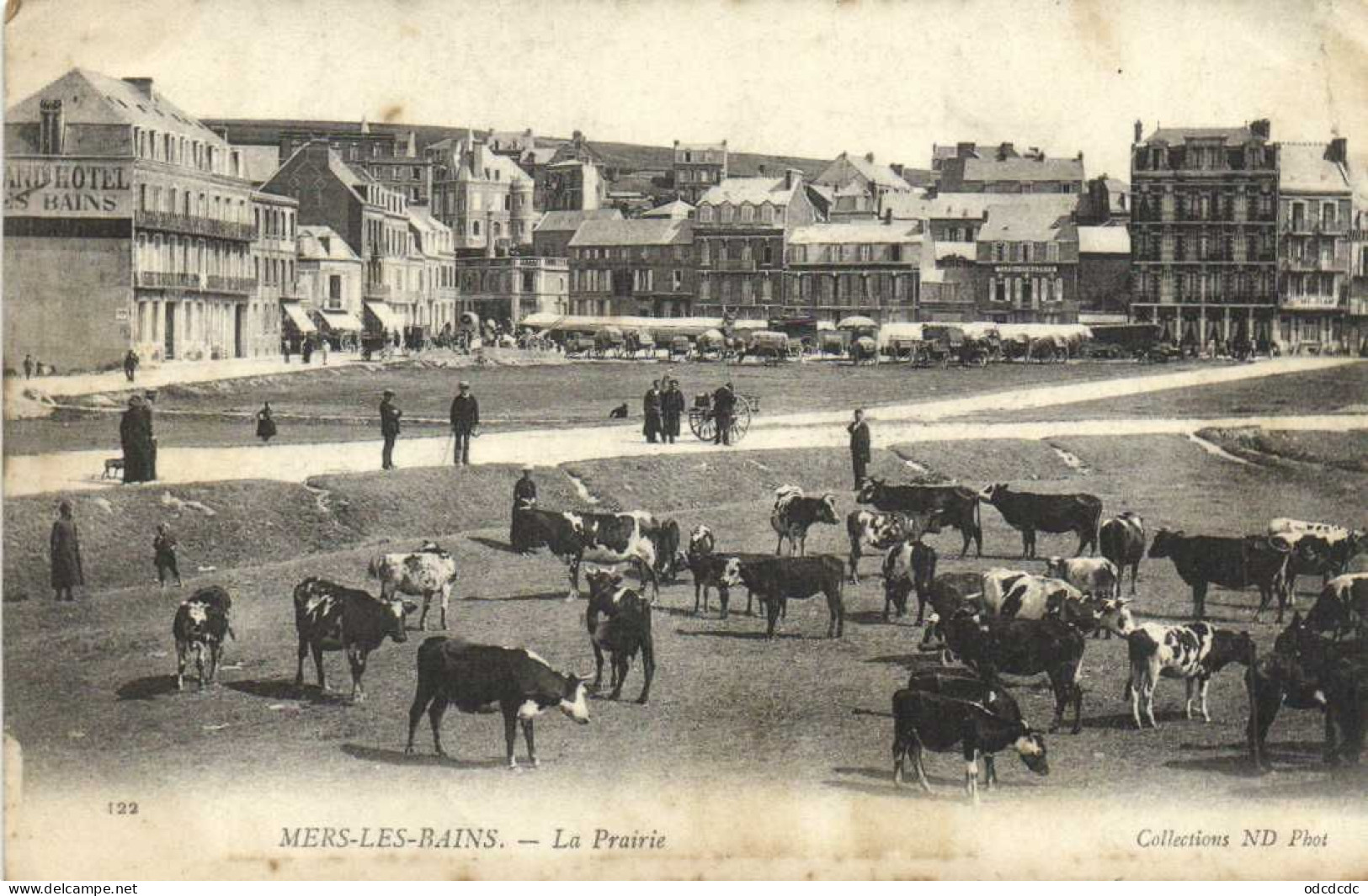 MERS La Prairie Animée Vaches  Au Paturage RV - Mers Les Bains