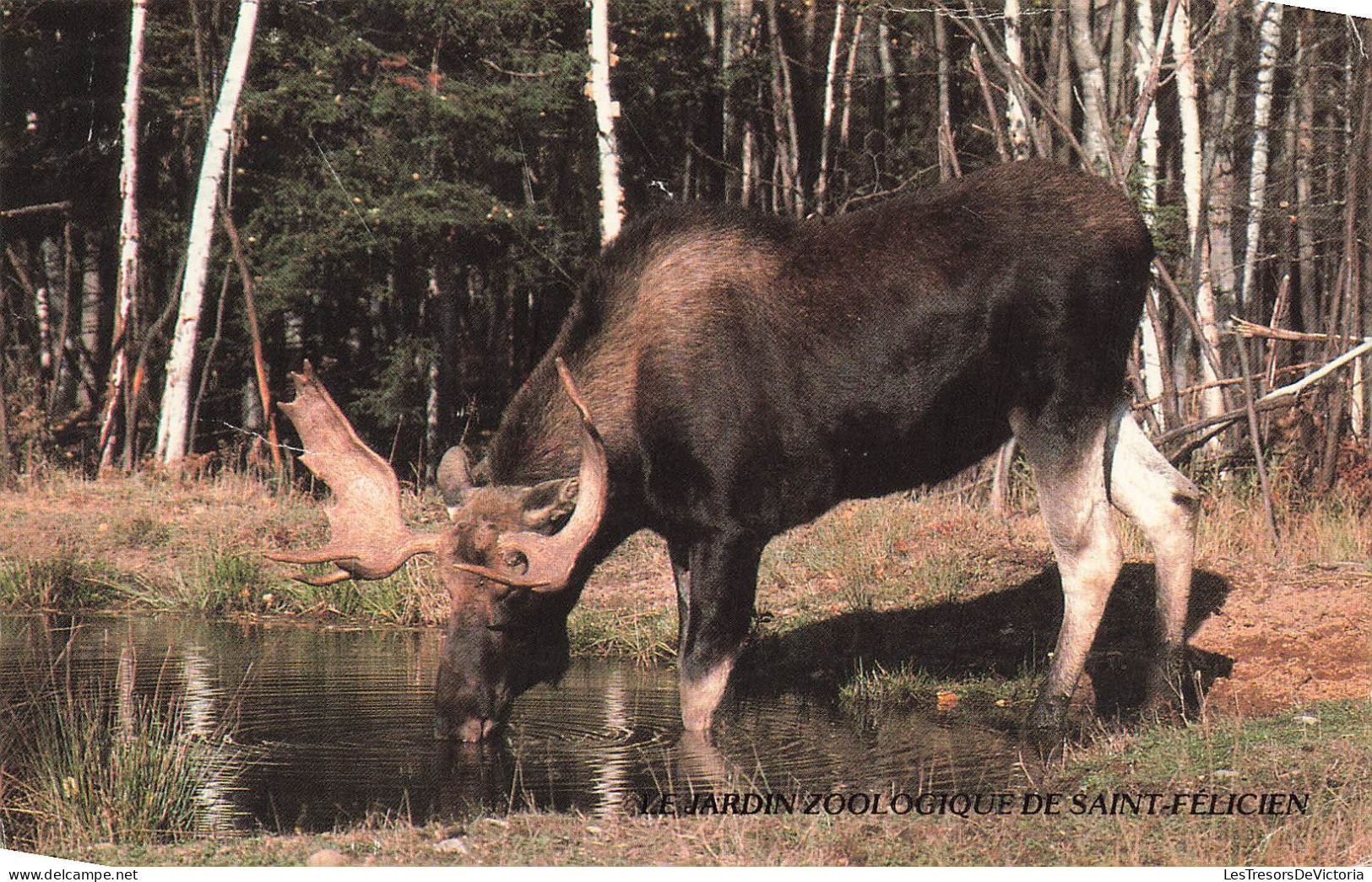 CANADA - Le Jardin Zoologique De Saint Félicien - Elan D'Amérique - Parc Des Sentiers De La Nature - Carte Postale - Altri & Non Classificati