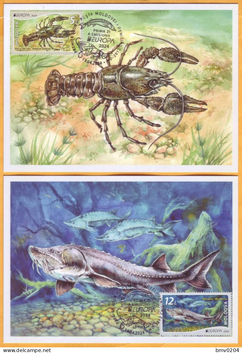 2024 Moldova MAXICARD Europa 2024. Underwater Flora And Fauna. Fish, Beluga, Crayfish - Moldavia