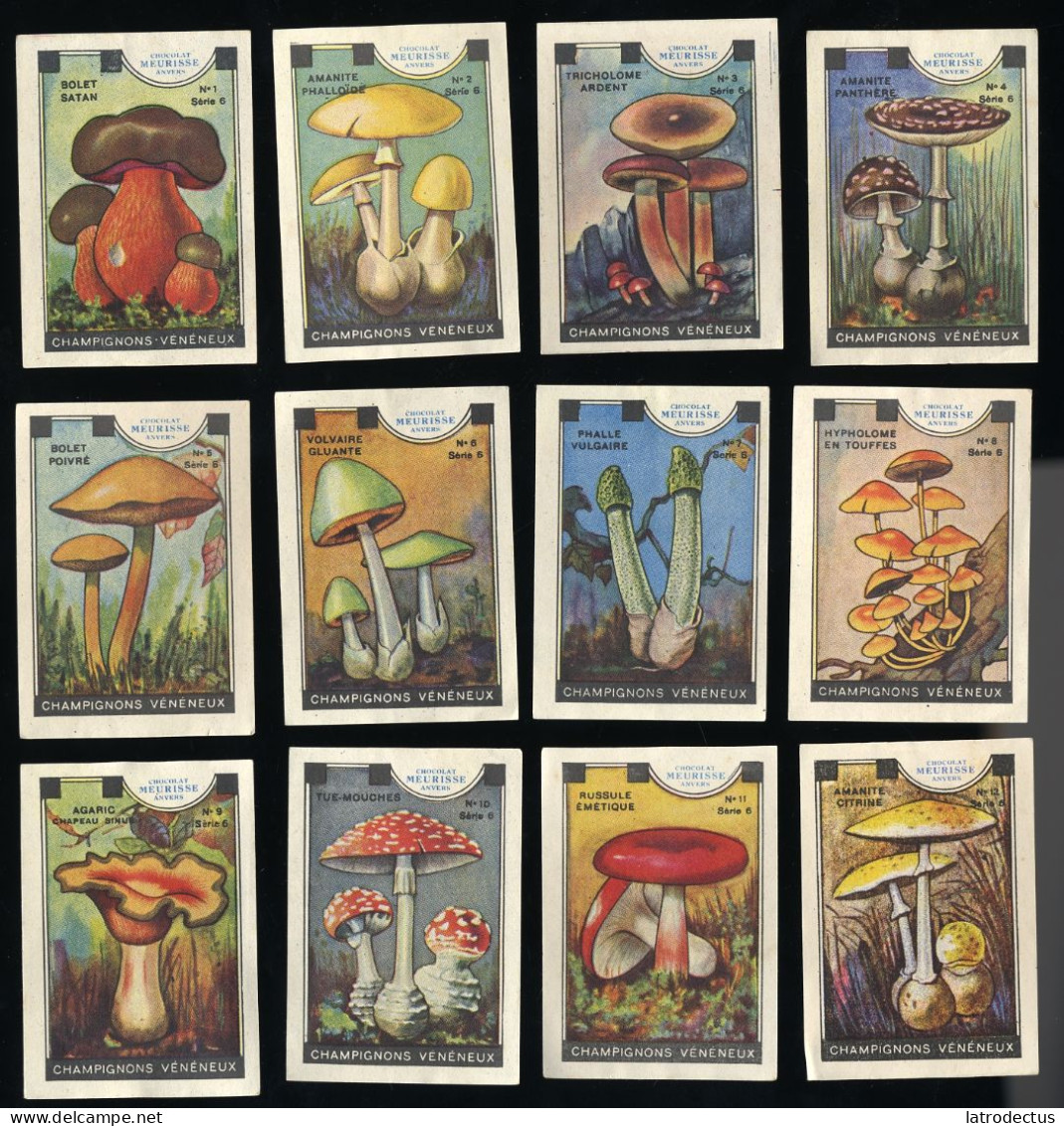 Meurisse - Ca 1930 - 6 - Champignons Vénéneux, Poisonous Mushrooms - Full Serie - Autres & Non Classés