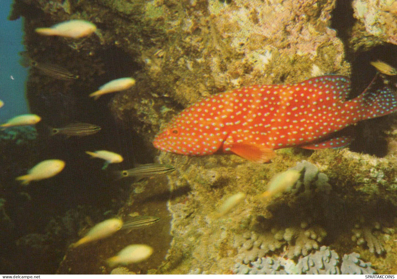 FISH Animals Vintage Postcard CPSM #PBS885.GB - Fish & Shellfish