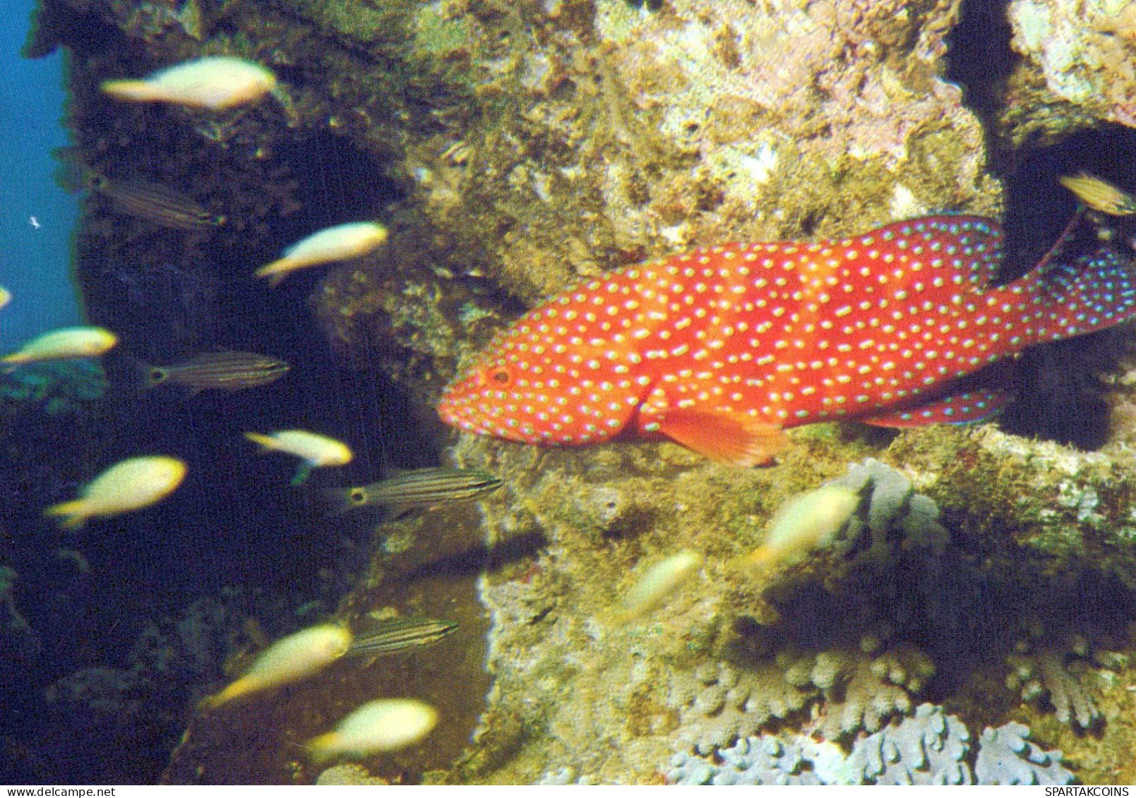 FISH Animals Vintage Postcard CPSM #PBS885.GB - Vissen & Schaaldieren