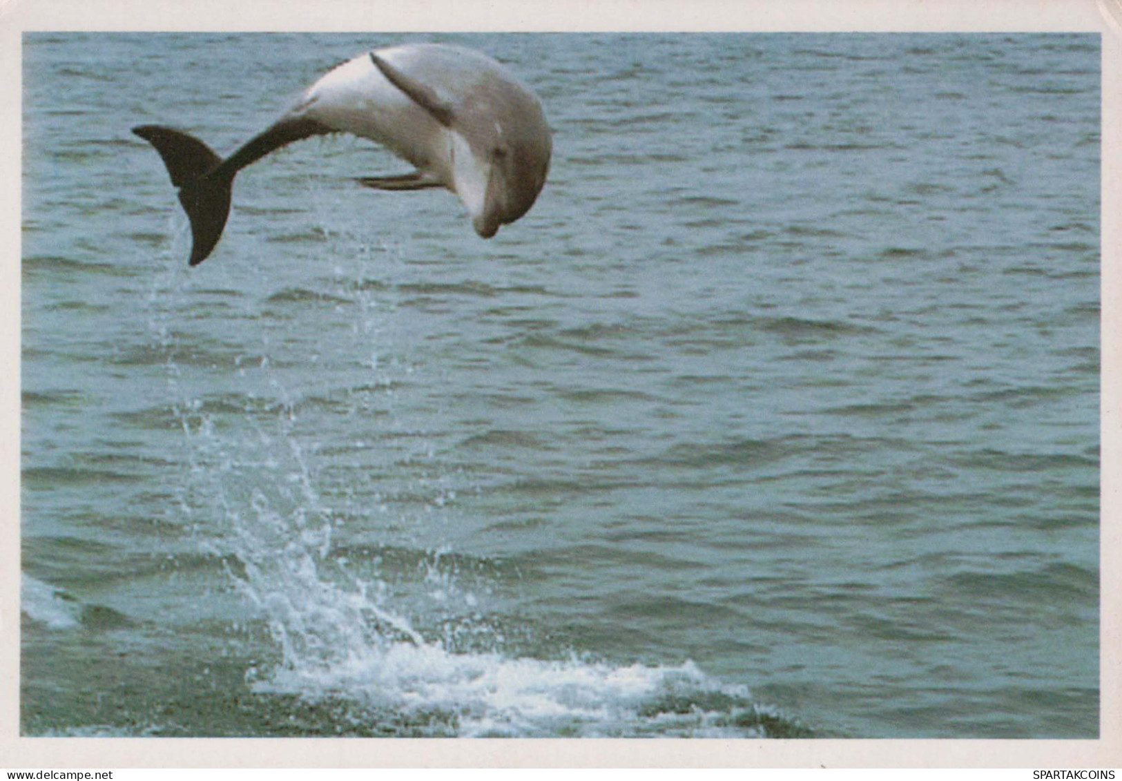 Dolphins Animals Vintage Postcard CPSM #PBS672.GB - Dolphins