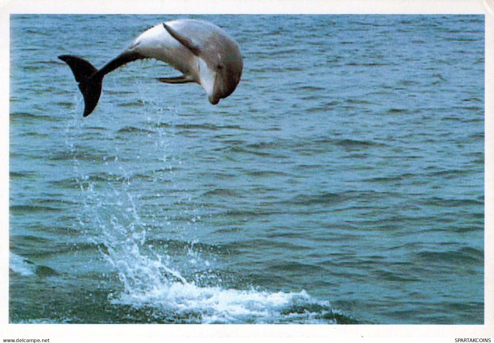 Dolphins Animals Vintage Postcard CPSM #PBS672.GB - Delfines