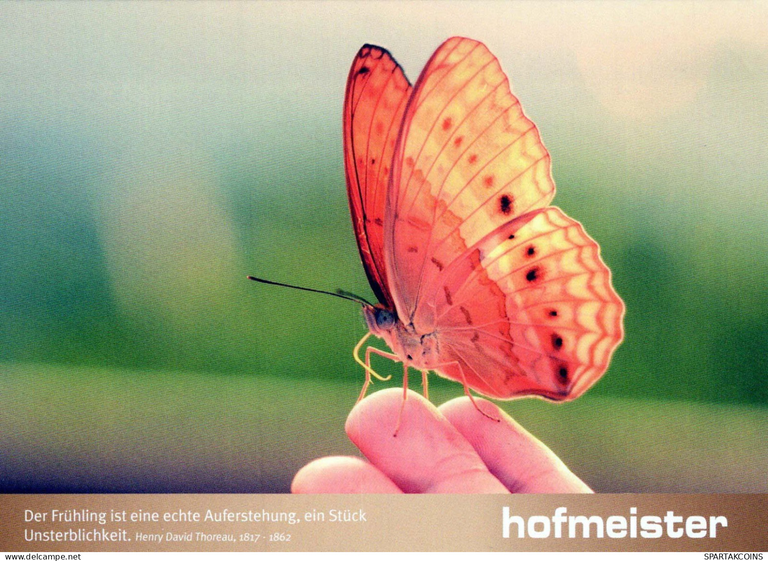 BUTTERFLIES Animals Vintage Postcard CPSM #PBS427.GB - Butterflies