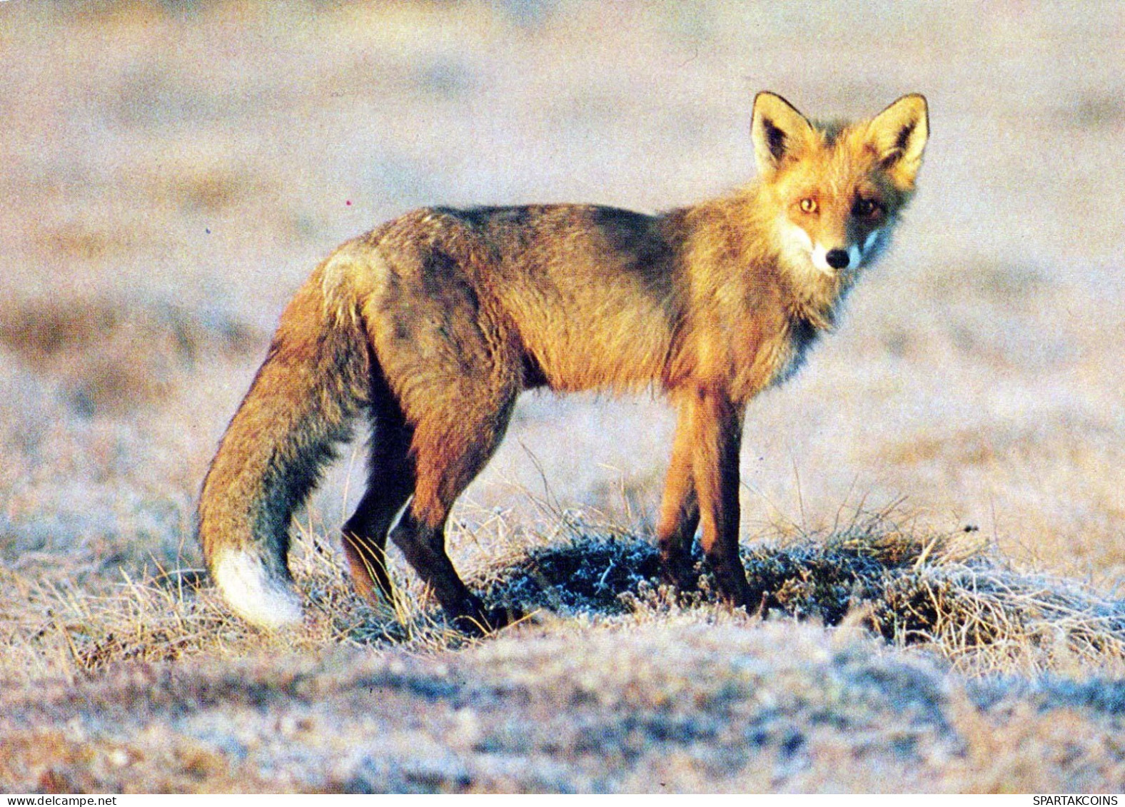 FOX Animals Vintage Postcard CPSM #PBS813.GB - Autres & Non Classés