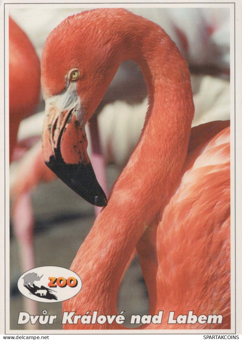 BIRD Animals Vintage Postcard CPSM #PBR635.GB - Oiseaux