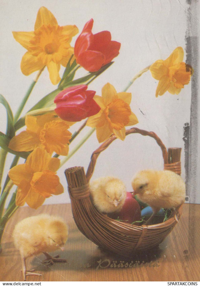 EASTER CHICKEN EGG Vintage Postcard CPSM #PBO625.GB - Pâques