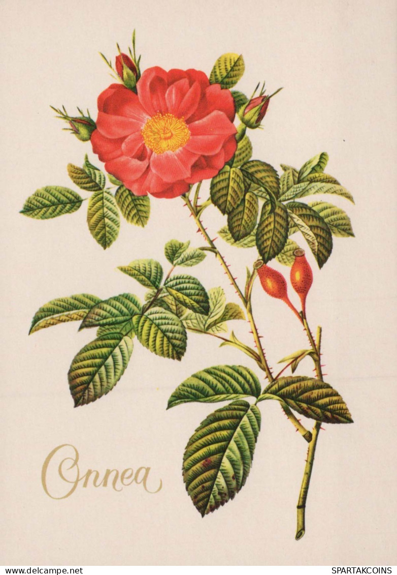 FLOWERS Vintage Postcard CPSM #PAS292.GB - Flowers