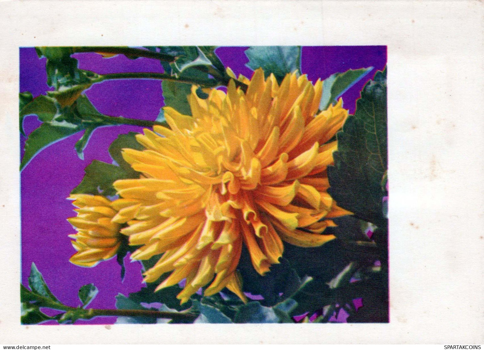 FLOWERS Vintage Postcard CPSM #PAR691.GB - Flores