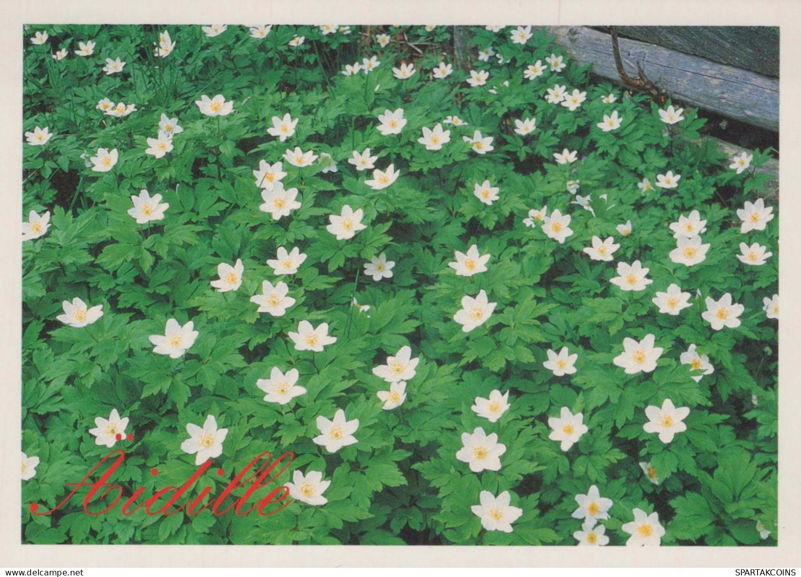FLOWERS Vintage Postcard CPSM #PAR451.GB - Flores